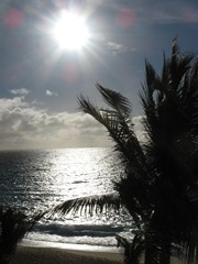 palm-tree-on-beach
