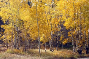 Fall Aspens