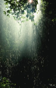 Rain in Australian Rainforest