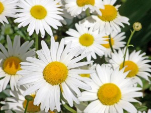 daisies