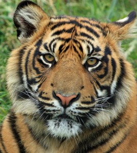 tiger face